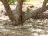 Βαρβάκης- Κακαρίνος, αντιπρόσωποι στην ΕΜΧ: Κανένας εφησυχασμός για το μαστίχι