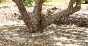 Βαρβάκης- Κακαρίνος, αντιπρόσωποι στην ΕΜΧ: Κανένας εφησυχασμός για το μαστίχι