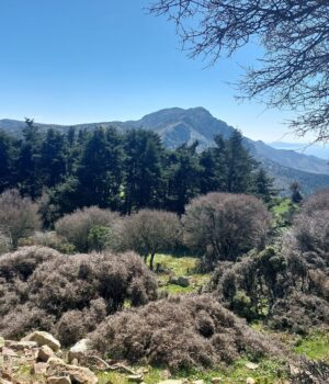 Milonadis_amani_nea_potami_Volissos_1Jun25