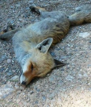 Alepoudes_Xios_Dilitiriasmenes_2017-3-620x403