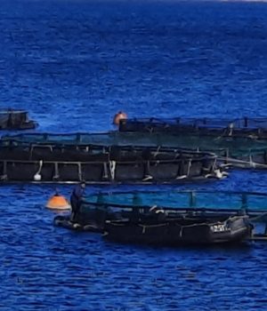 Chios_Ixthiokallirgeies_klwvoi_29Feb21