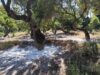 Κάλεσμα Πρωτοβάθμιων Συνεταιρισμών Μαστιχοπαραγωγών για ενημερωτική συνάντηση