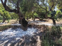 Κάλεσμα Πρωτοβάθμιων Συνεταιρισμών Μαστιχοπαραγωγών για ενημερωτική συνάντηση