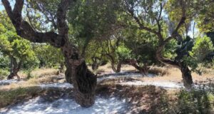 Κάλεσμα Πρωτοβάθμιων Συνεταιρισμών Μαστιχοπαραγωγών για ενημερωτική συνάντηση