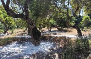 Ένωση Μαστιχοπαραγωγών Χίου: Εντονη αντίδραση στην ένταξη των Μαστιχοχωρίων στο νέο Ειδικό Χωροταξικό Πλαίσιο ΑΠΕ