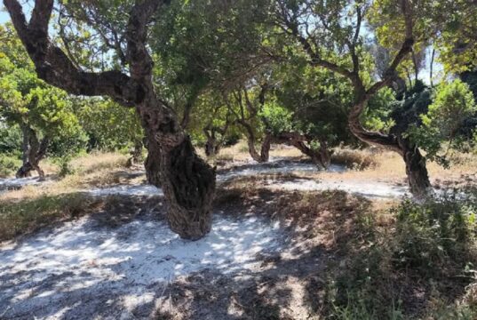 Ένωση Μαστιχοπαραγωγών Χίου: Εντονη αντίδραση στην ένταξη των Μαστιχοχωρίων στο νέο Ειδικό Χωροταξικό Πλαίσιο ΑΠΕ