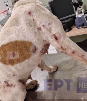 Chios_skilos_skagia1_29Jan24