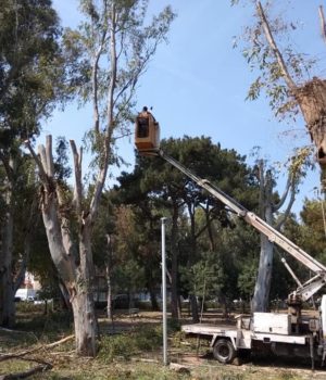 Dimotikos_Kipos_efkaliptoi_kladema1_3Apr19