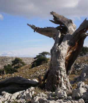 Filoi_monopatiwn_Chiou_Aipos_kladi_26Dec19