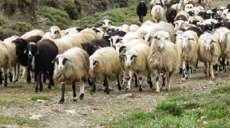 Οι κτηνοτρόφοι της Χίου δεν είναι για δούλεμα, του Μ. Σκούφαλου, υποψήφιος δήμαρχος με ΛΑΣ