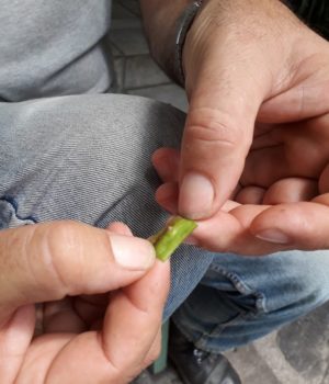 Mpolia_dentrwn_Makridakis_Ikaria_16Jul19