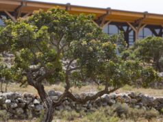 «Στους δρόμους της μαστίχας και της λογοτεχνίας», Βιωματικές περιηγήσεις στο Μουσείο Μαστίχας Χίου