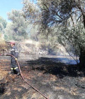 Nenita_fvtia_koimhthrio_27Jul20