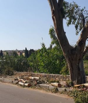 Pirgi_kladwmena_dentra