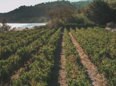 To μέλλον του Χιακού αμπελώνα- ποικιλίες και καλλιέργειες, του Κώστα Προμπονά