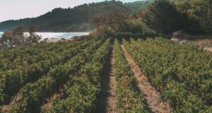 To μέλλον του Χιακού αμπελώνα- ποικιλίες και καλλιέργειες, του Κώστα Προμπονά