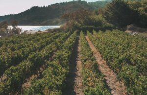 To μέλλον του Χιακού αμπελώνα- ποικιλίες και καλλιέργειες, του Κώστα Προμπονά