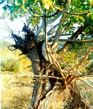 Tsatsaronis_dentro_ariousias_zwh_30Apr21