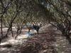 Η ΜΕΓΑΛΥΤΕΡΗ ΙΣΤΟΡΙΚΗ ΑΛΛΑΓΗ ΓΙΑ ΤΗΝ ΜΑΣΤΙΧΑ ΚΑΙ ΤΟΥΣ ΜΑΣΤΙΧΟΠΑΡΑΓΩΓΟΥΣ ΠΟΙΟ ΘΑ ΕΙΝΑΙ ΤΟ ΜΕΛΛΟΝ ΤΗΣ ΜΑΣΤΙΧΑΣ;