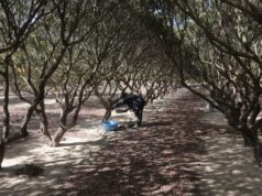Η ΜΕΓΑΛΥΤΕΡΗ ΙΣΤΟΡΙΚΗ ΑΛΛΑΓΗ ΓΙΑ ΤΗΝ ΜΑΣΤΙΧΑ ΚΑΙ ΤΟΥΣ ΜΑΣΤΙΧΟΠΑΡΑΓΩΓΟΥΣ ΠΟΙΟ ΘΑ ΕΙΝΑΙ ΤΟ ΜΕΛΛΟΝ ΤΗΣ ΜΑΣΤΙΧΑΣ;