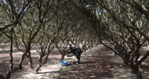 Η ΜΕΓΑΛΥΤΕΡΗ ΙΣΤΟΡΙΚΗ ΑΛΛΑΓΗ ΓΙΑ ΤΗΝ ΜΑΣΤΙΧΑ ΚΑΙ ΤΟΥΣ ΜΑΣΤΙΧΟΠΑΡΑΓΩΓΟΥΣ ΠΟΙΟ ΘΑ ΕΙΝΑΙ ΤΟ ΜΕΛΛΟΝ ΤΗΣ ΜΑΣΤΙΧΑΣ;