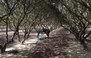 Η μεγαλύτερη ιστορική αλλαγή για τη μαστίχα και τους μαστιχοπαραγωγούς, ποιο θα είναι το μέλλον της μαστίχας; του Βασίλη Μυριαγκού