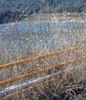 Zifias_fragma_10May20