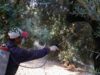 Γενικός ψεκασμός για το δάκο στη Χίο