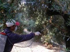 Γενικός ψεκασμός για το δάκο στη Χίο