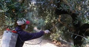 Δακοκτονία 2026 – 2ος ψεκασμός στη Δημοτική Ενότητα Χίου, 28-31/8