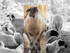 Συνάντηση Επιτροπής Υπεράσπισης Αμανής με τη Mediterra A.E. για το Χιακό πρόβατο