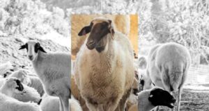 Συνάντηση Επιτροπής Υπεράσπισης Αμανής με τη Mediterra A.E. για το Χιακό πρόβατο