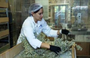 Νέο προϊόν για αφεψήματα σε κύβους από την Αργυρώ