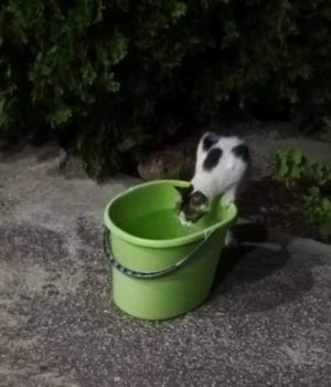 gata_nero_adespoto_1Ag21