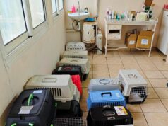 Δήμος Χίου: 241 στειρώσεις αδέσποτων γατών και με στήριξη εθελοντών