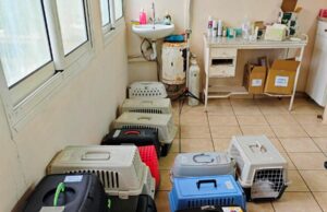 Δήμος Χίου: 241 στειρώσεις αδέσποτων γατών και με στήριξη εθελοντών