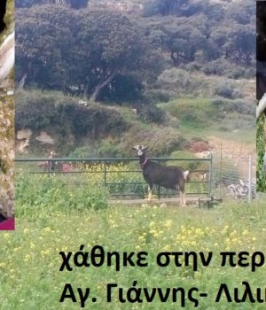 katsika_AgGiannis_LIlikas-3Apr20