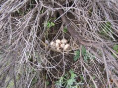 18 Απριλίου: Παροιμία για τον καιρό