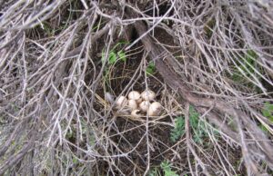 18 Απριλίου: Παροιμία για τον καιρό