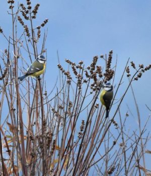 sofia_tazoglou_poulia