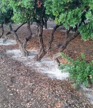 toumpos_mastiha_vroxi_27Jul17